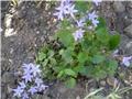 campanule